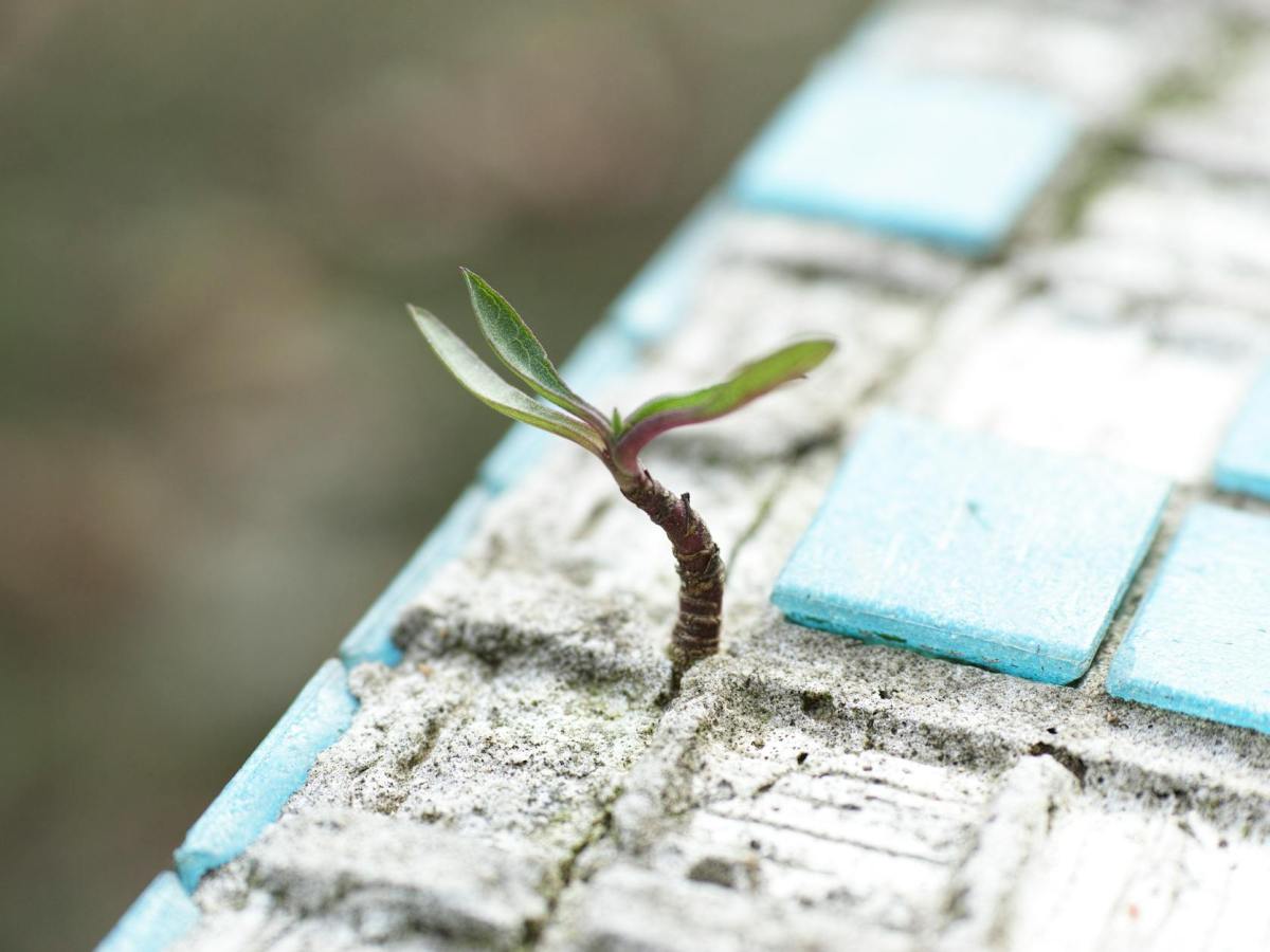 The Cases For A Soulful&nbsp;Rebellion